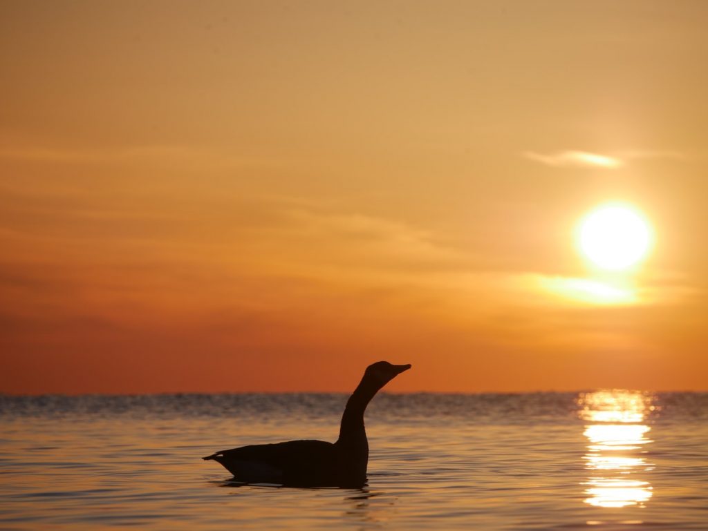 Duck swimming at sunset