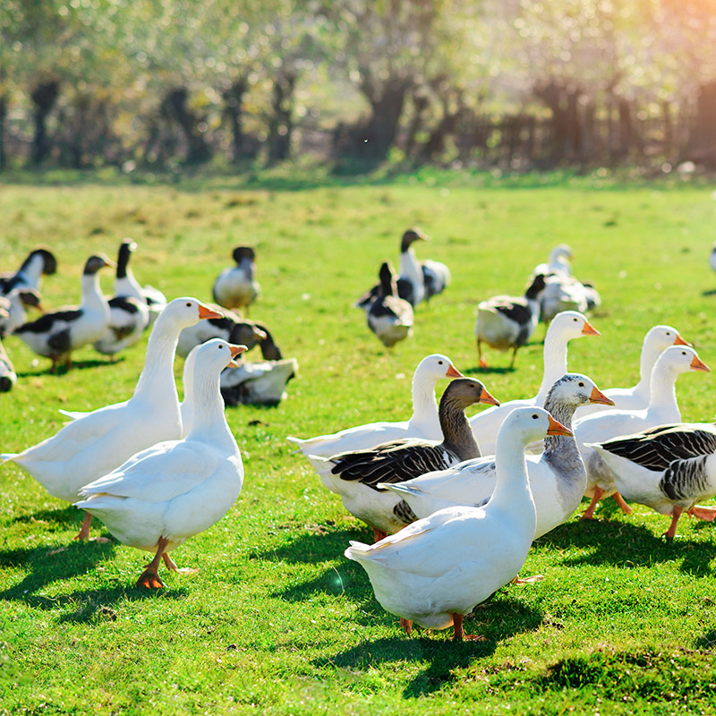 Flock of ducks