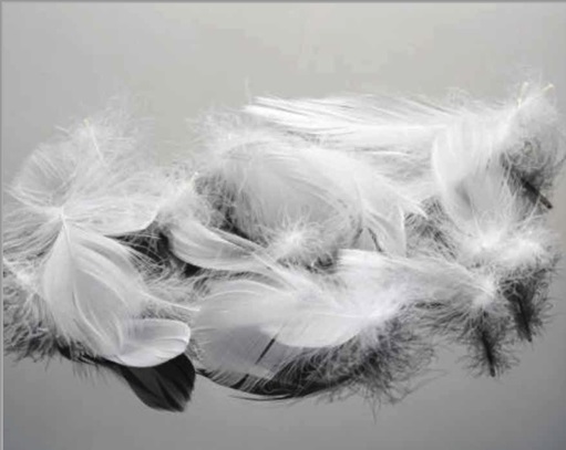 Down feathers on grey background